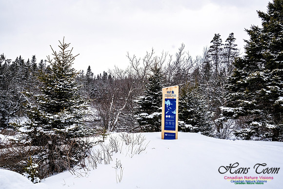 Some Winter Scenes 129