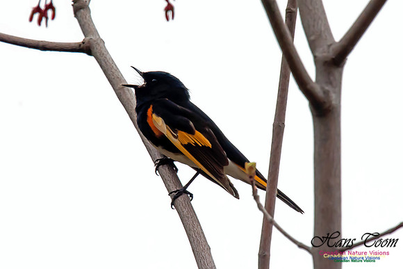 American Redstart