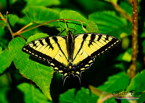 Canadian Tiger Swallowtail 101