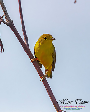 Yellow Warbler 201