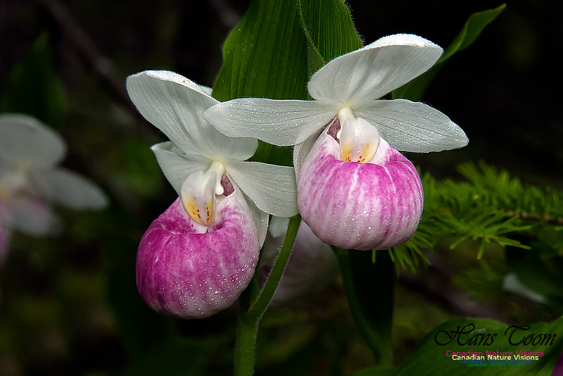 Showy Ladys Slipper Orchid