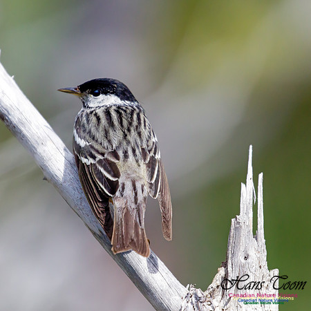 Blackpoll Warbler 3