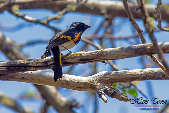 American Redstart