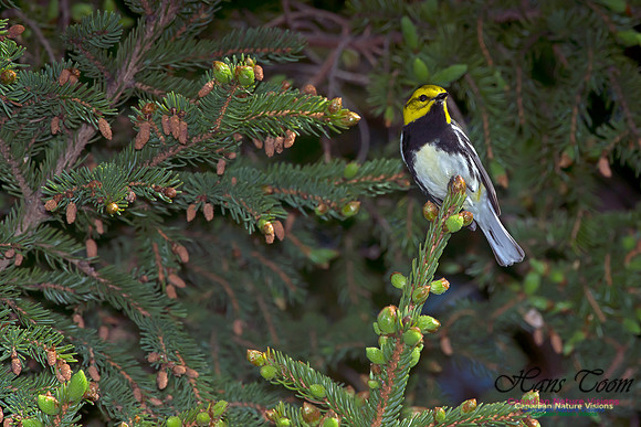 Black-throated Green Warbler