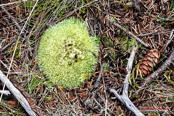 Moss sp.