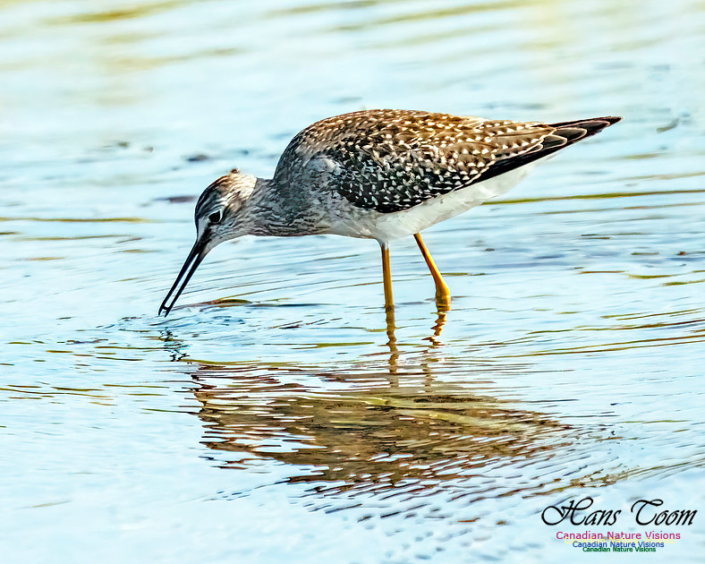Greater Yellowlegs 354