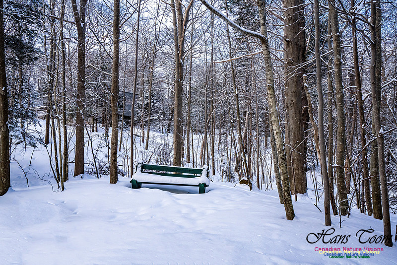 Some Winter Scenes 111
