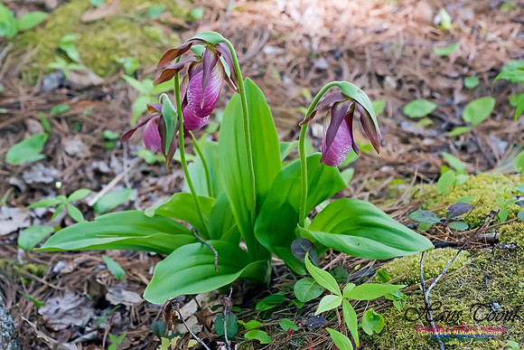 Pink Lady's Slipper