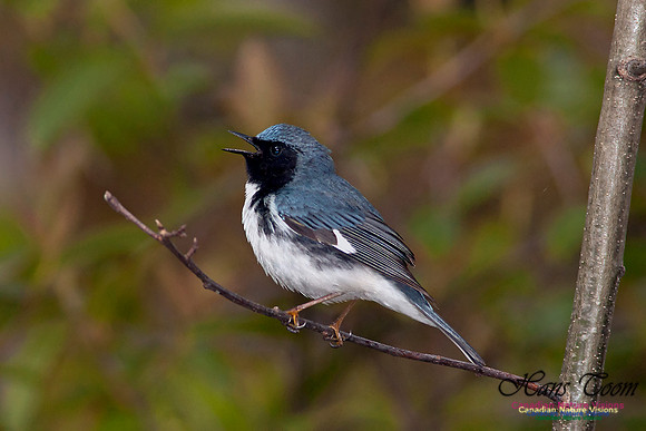 Black-throated Blue Warbler