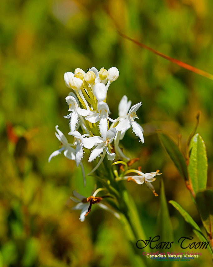 Fringed White Bog Orchid 103