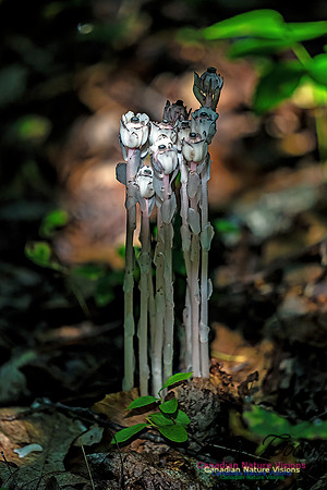 Ghost Plant