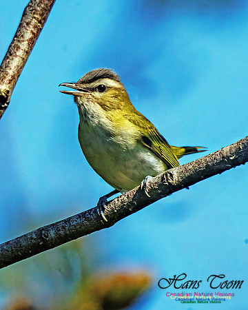 Red-eyed Vireo 103