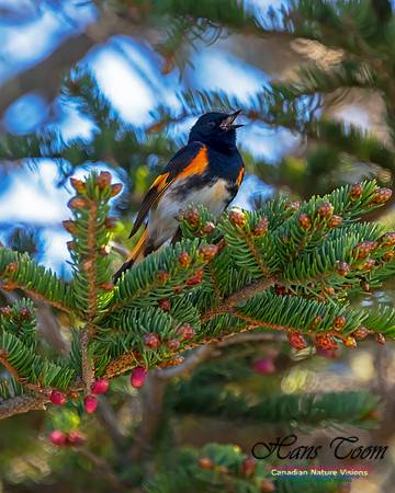 American Redstart 64