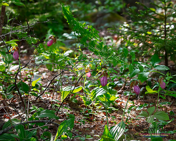 Pink Lady's Slipper Orchid 211