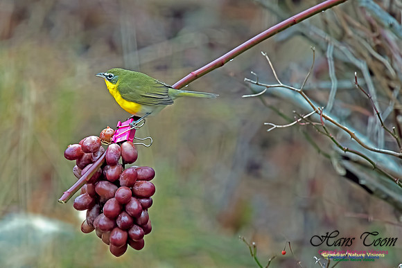 Yellow-breasted Chat