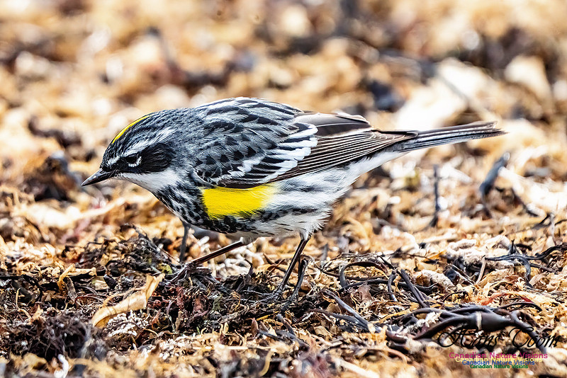 Yellow-rumped Warbler 353