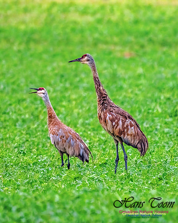 Sandhill Crane 453