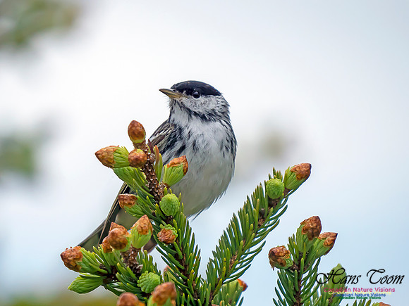 Blackpoll Warbler 1