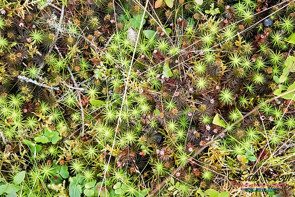 Hair Cap Moss