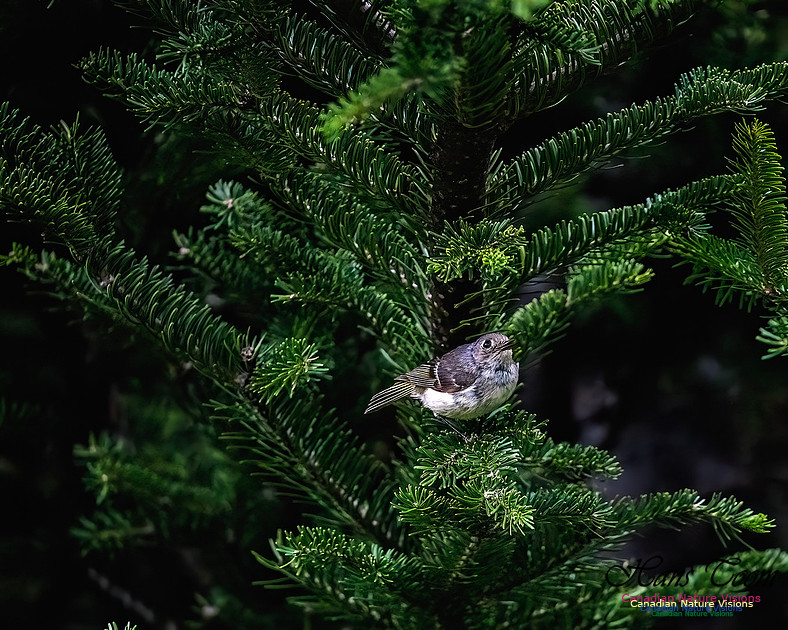 Ruby-crowned Kinglet 101