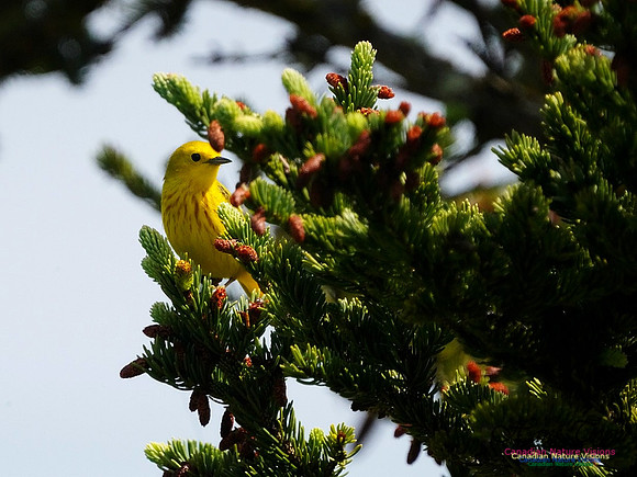 Yellow Warbler 100