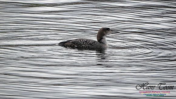 Common Loon 914