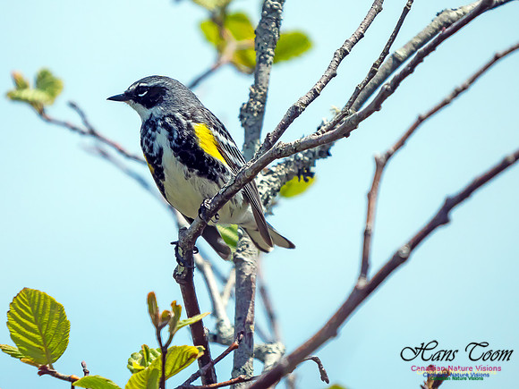 Yellow-rumped Warbler 4