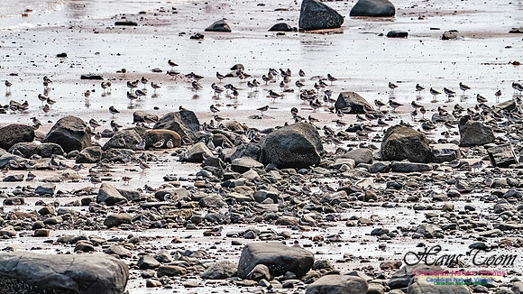 Evangeline Beach Shorebirds 2025 112