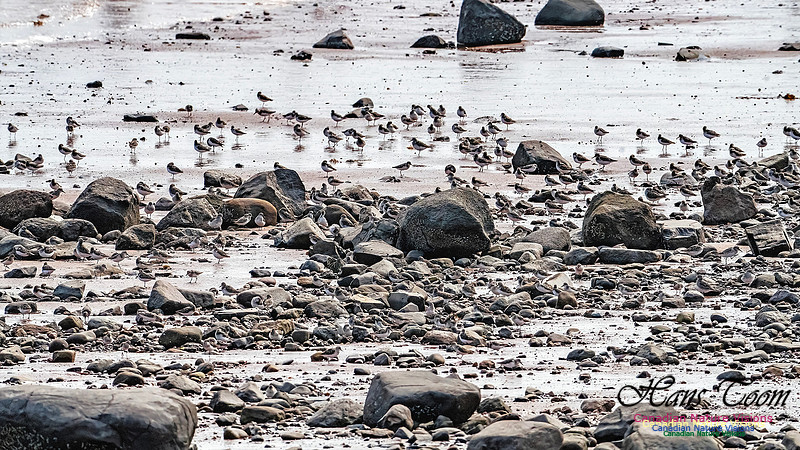 Evangeline Beach Shorebirds 2025 112