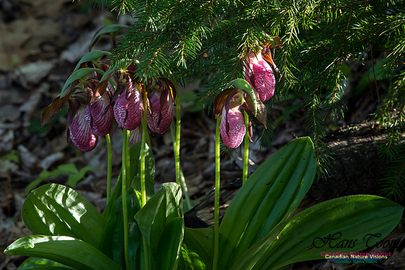 Pink Ladys Slipper Orchid