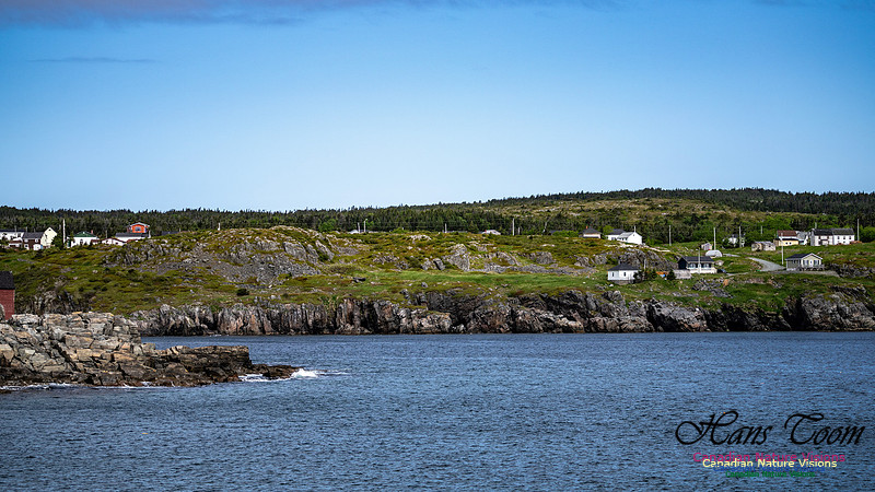Elliston and Atlantic Puffins 104