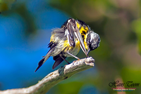 Magnolia Warbler