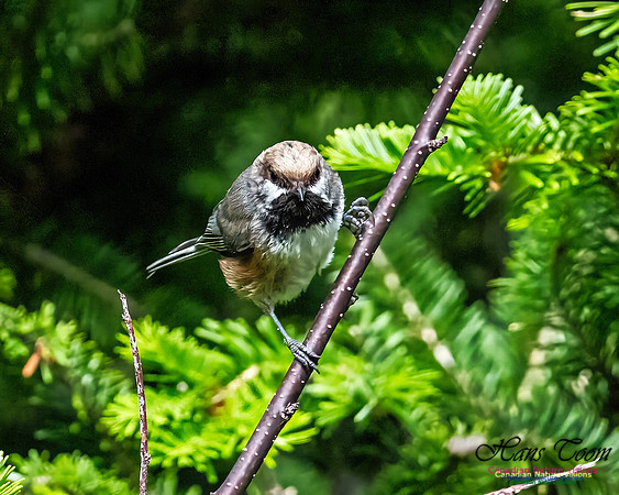 Boreal Chickadee 104