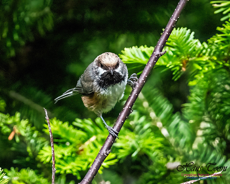 Boreal Chickadee 104