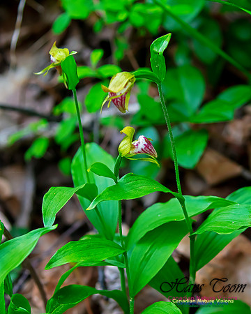 Ram's Head Orchid 108