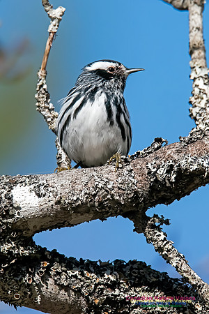 Black-and-White Warbler