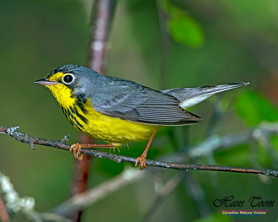 Canada Warbler 15
