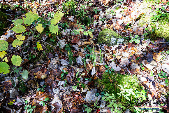 Woodland Stroll 105