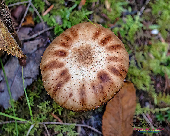 Fungi Walk 105