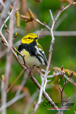 Black-throated Green Warbler 1