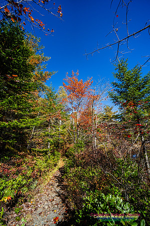 Woodland Stroll 134