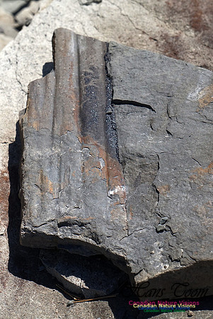 Joggins Fossil Cliffs 114