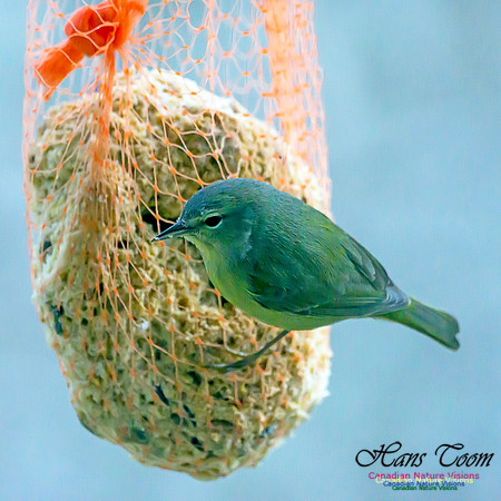 Orange-crowned Warbler 11