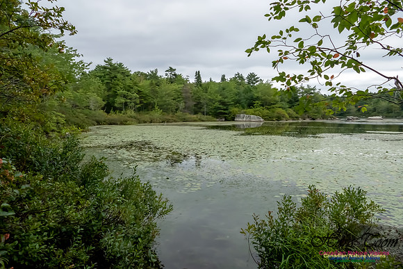 Frog Pond 7