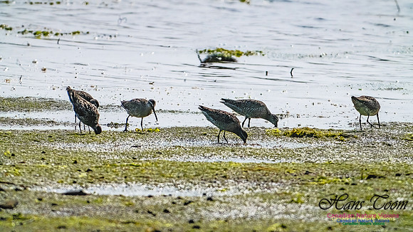 Short-billed Dowitcher 202