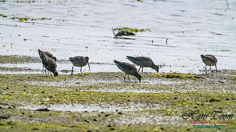 Short-billed Dowitcher 202