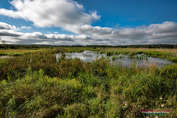 Brookfield Marsh