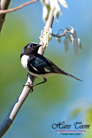 Black-throated Blue Warbler