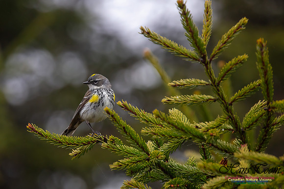Yellow-rumped Warbler 1