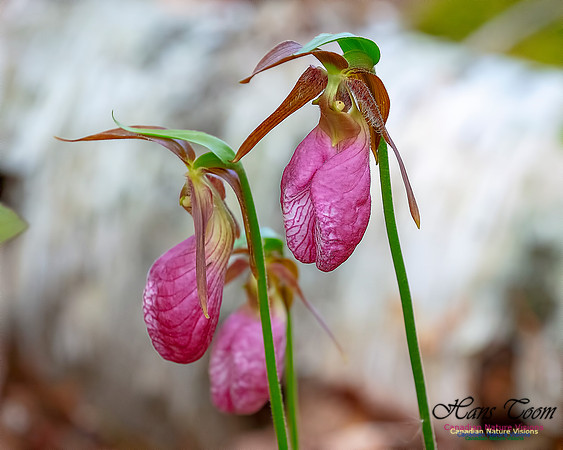 Pink Lady's Slipper Orchid 200